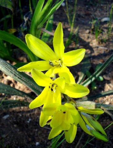 Sparaxis grandiflora subsp. acutiloba