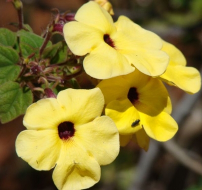 Thunbergia alata yellow-flowering