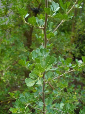 Searsia glauca, sparse, notched leaves