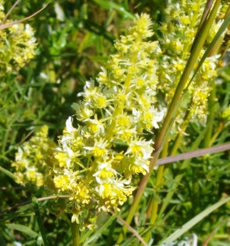 Spatalla curvifolia inflorescence