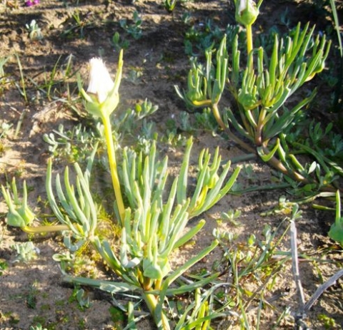 Conicosia pugioniformis towards the end of flowering
