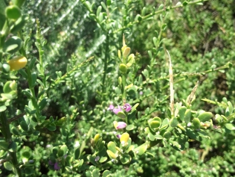 Muraltia spinosa, a leafy specimen