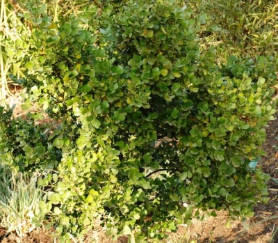 Searsia undulata more shrub than tree