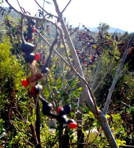 Erythrina humeana red seeds