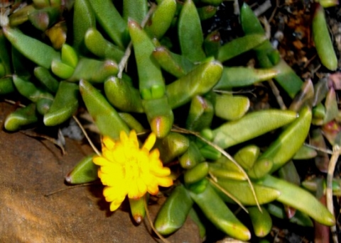 Orthopterum coegana flowering in May
