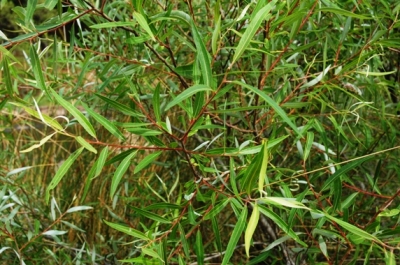 Salix mucronata subsp. woodii leaves
