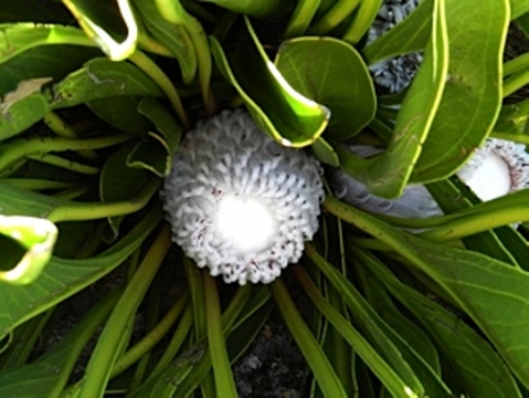 Protea cryophila as the budding flowerhead opens
