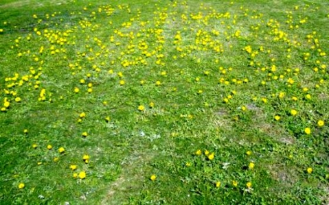 Arctotheca calendula colonising a lawn