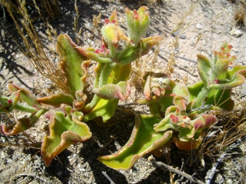 Mesembryanthemum guerichianum
