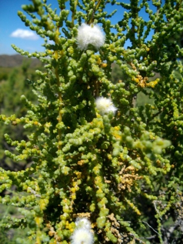 Salsola aphylla fluffy galls