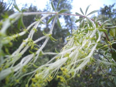 Galium tomentosum stems