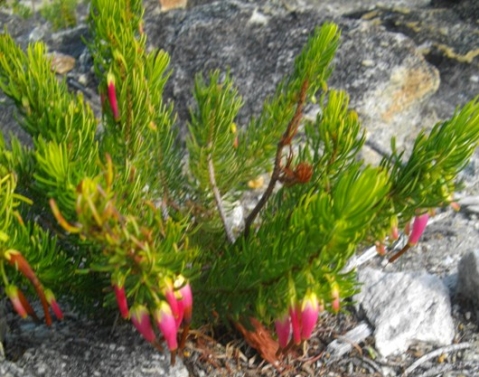Erica plukenetii pink flowers and pale sepals
