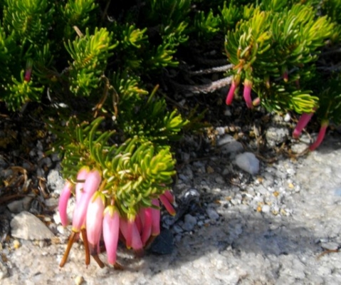 Erica plukenetii pale pink flowers