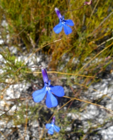 Lobelia chamaepitys flowers