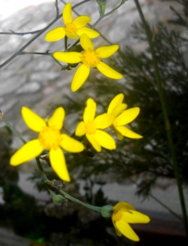 Othonna quinquedentata flowerheads