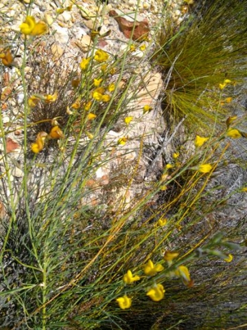 Lebeckia pauciflora 