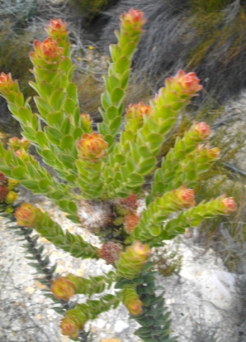 Leucospermum truncatulum new growth