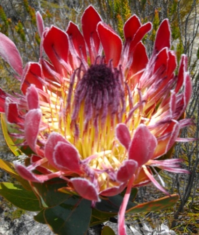 Protea eximia with bright involucre