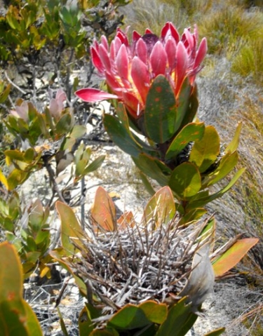 Protea eximia, the old and the new
