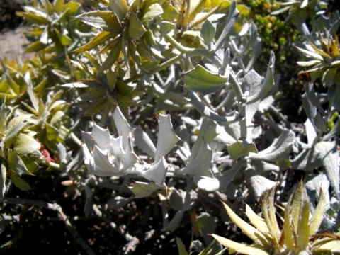 Berkheya cuneata leaves