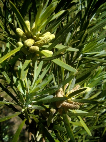 Podocarpus elongatus with young male cones