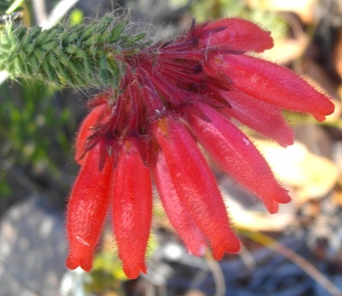 Erica cerinthoides, a hairy story 