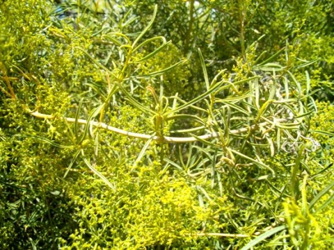 Galenia africana var. africana leaves