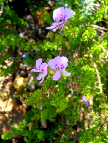 Pelargonium crispum flowering pink