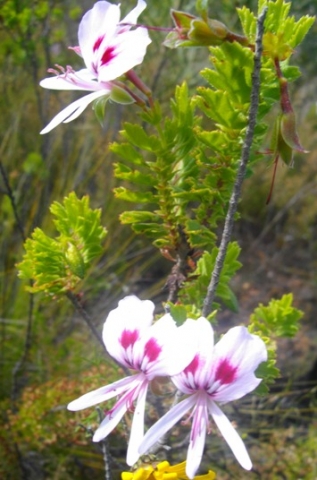 Pelargonium crispum flowers