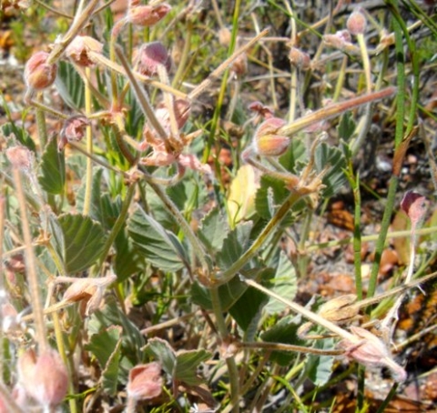 Pelargonium ovale subsp. ovale