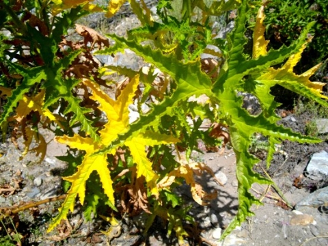 Pelargonium glutinosum yellow leaves