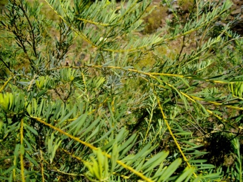 Polygala pinifolia leaves
