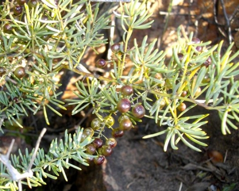 Asparagus densiflorus leaves and fruits