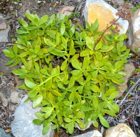 Crassula cultrata with green leaf margins