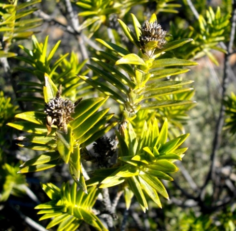 Pteronia fasciculata, the paraffienbos