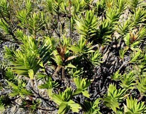 Pteronia fasciculata presenting a leafy top