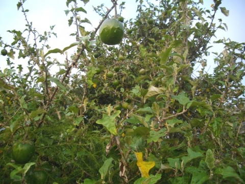Solanum aculeastrum subsp. aculeastrum