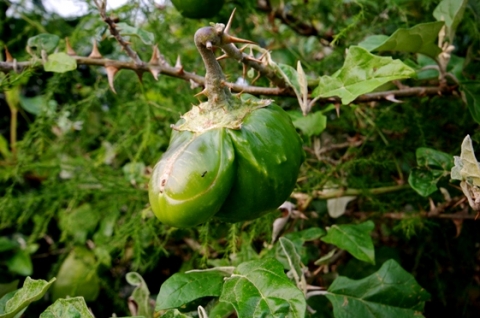 Solanum aculeastrum with deformities