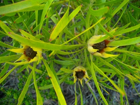 Leucadendron salignum, its work done for the season