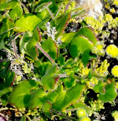 Cineraria geifolia leaves