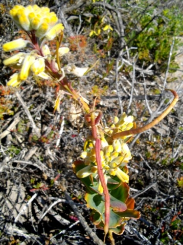 Heliophila linearis var. reticulata