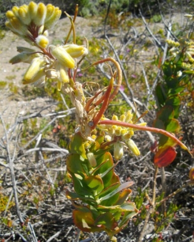 Heliophila linearis var. reticulata buds and ripening fruit