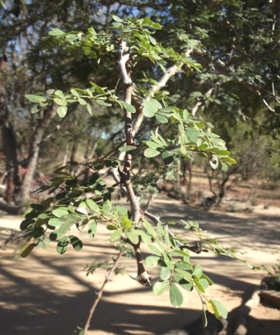 Senegalia galpinii leaves on young branches