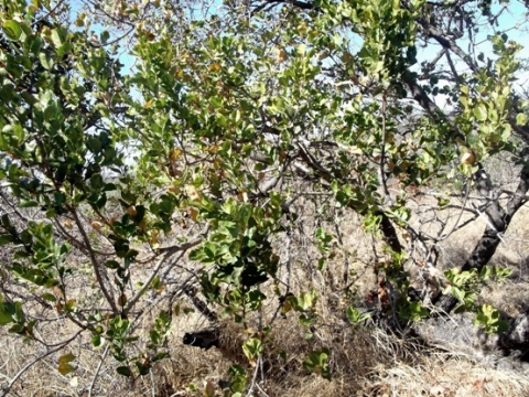 Combretum apiculatum subsp. apiculatum