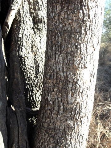 Combretum apiculatum subsp. apiculatum trunk