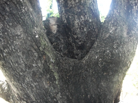 Diospyros mespiliformis trunk