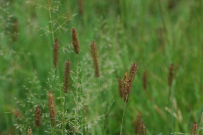 Grass species 32