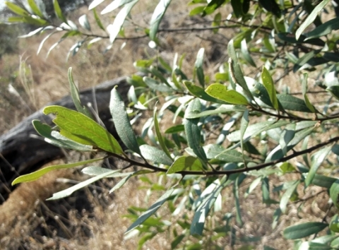 Euclea natalensis subsp. angustifolia leaves