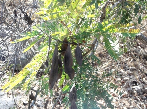 Peltophorum africanum pods