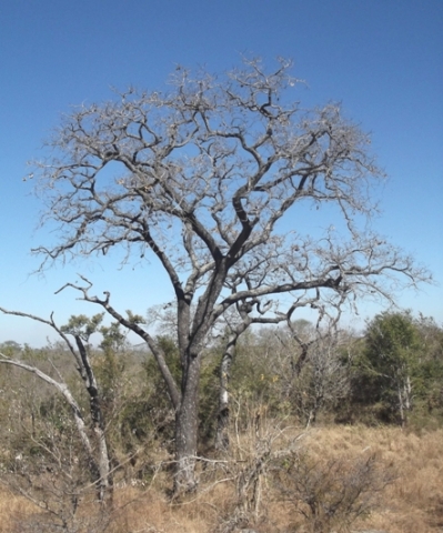 Pterocarpus angolensis in winter